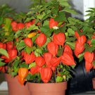 Super Seeds Chinese Lantern Chinese Lantern 500 Pcs