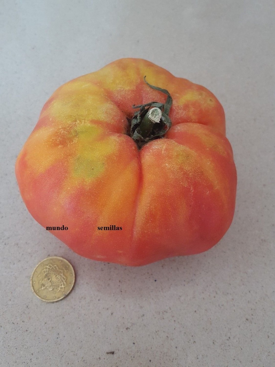 Super Seeds Bull Egg Tomato Var Antique Tomato 200 Pcs Organic