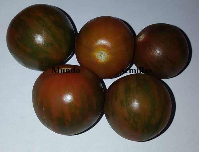 Super Seeds Fresh Zebra Black Cherry Tomato 50 Pcs