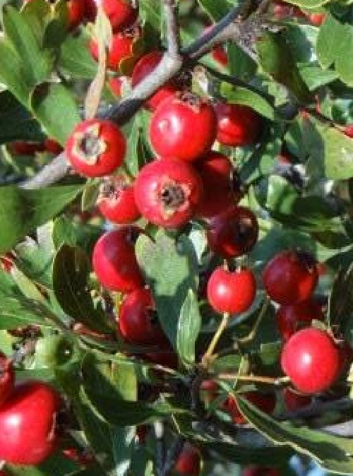 Super Seeds Fresh 12 Pcs Bluebird Bizcobofruta Edible Crataegus Azarolus