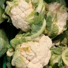 Super Seeds Snowball Cauliflower Early 600 Pcs