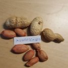 Super Seeds Arachis Hypogaea Peanut Peanut Quality 15 Pcs