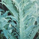 Super Seeds White Thistle Chardon Blanc Thistle White Improved 200 Pcs