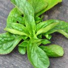 Super Seeds Grass Canon Salads 1000 Pcs