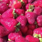 Super Seeds Fragaria Vesca Strawberries 225 Pcs