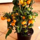 Super Seeds Cherry Very Productive Cerise Orange Cherry Tomato 40 Pcs