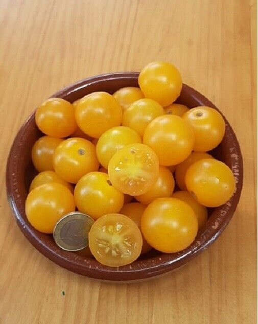 Super Seeds Yellow Nugget Tomato Cherry Gold 70 Pcs