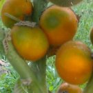 Super Seeds Naranjilla Lulo Solanum Quitoense 60 Pcs Garden