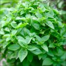 Super Seeds Aromatic Kitchen Basil Aroma Lemon Basil Lemon 300 Pcs