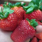 Super Seeds Freson Strawberries Strawberry Fragaria Ananassa 600 Pcs