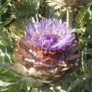 Super Seeds Garden Green Globe Artichoke 50 Pcs