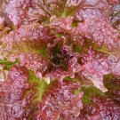 Super Seeds Saatgut Graines Semi Lollo Rosa Lettuce 1000 Pcs