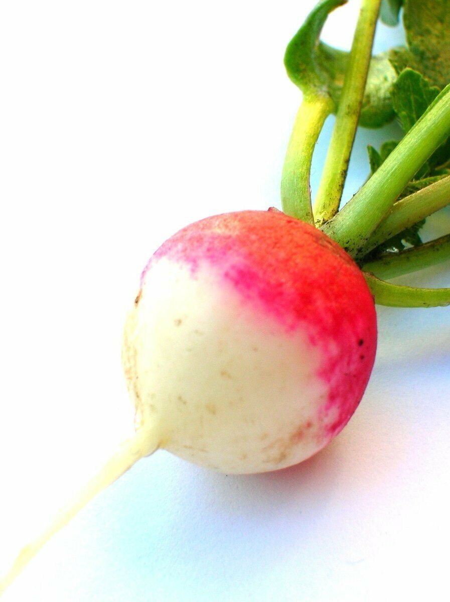 Super Seeds Radish Red Round White Tip Radish 600 Pcs
