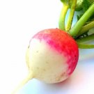 Super Seeds Radish Red Round White Tip Radish 600 Pcs