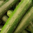 Super Seeds Cucumber Marketmore Cucumber 100 Pcs Graines Productive Garden