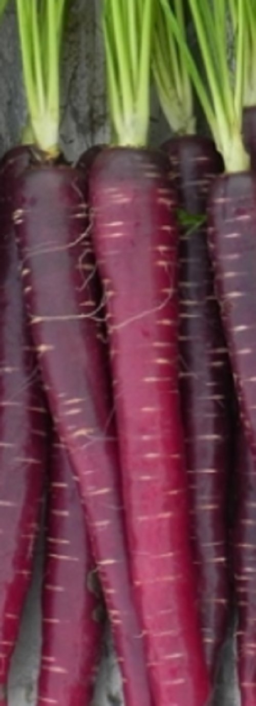 Super Seeds Garden Black Carrot Black Carrot Very Rare 50 Pcs