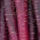 Super Seeds Garden Black Carrot Black Carrot Very Rare 50 Pcs