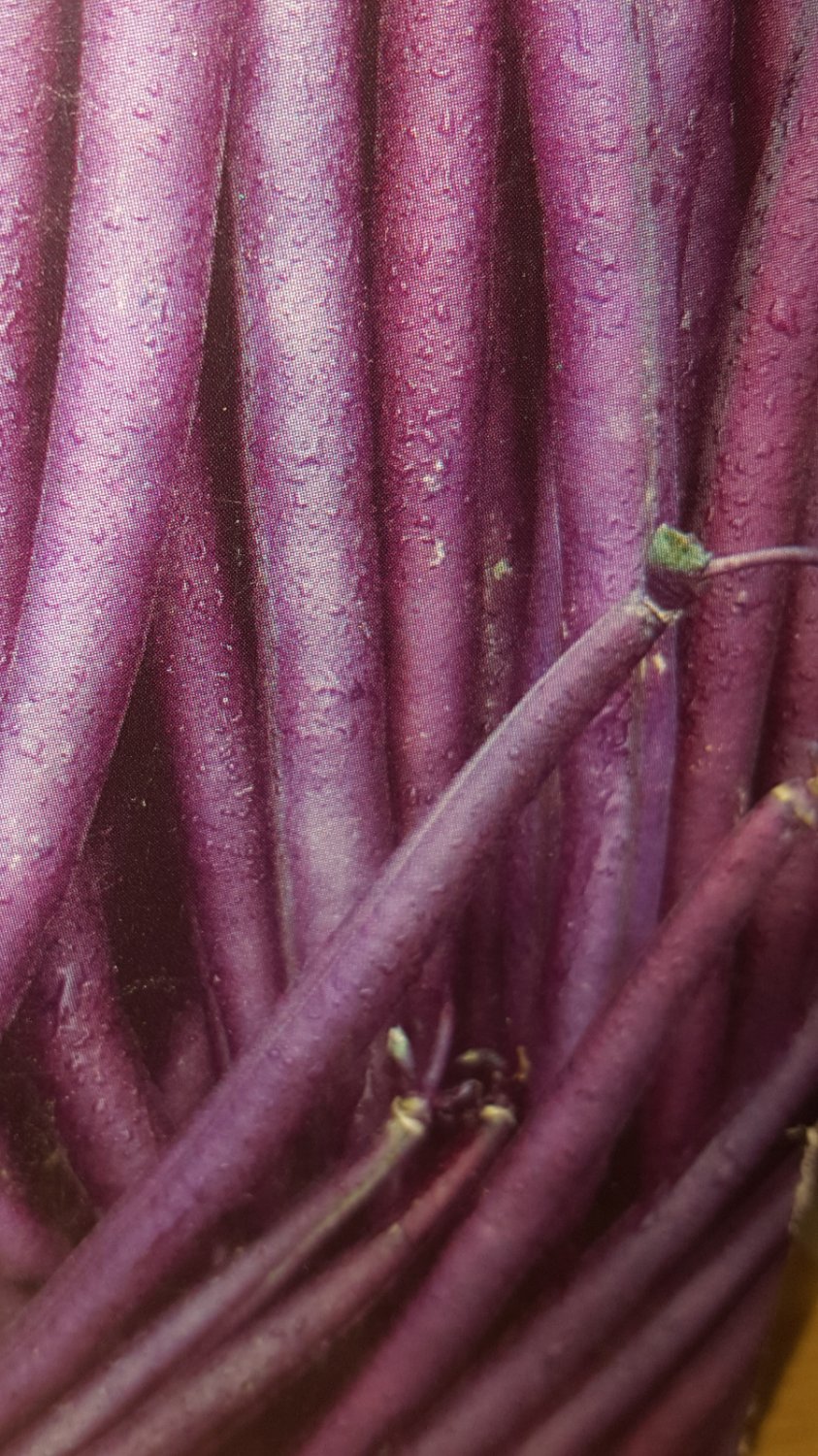 Super Seeds Very Productive Violet Bean 25 Pcs