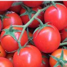 Super Seeds For Snacking Tomato Red Cherry Tomato 200 Pcs