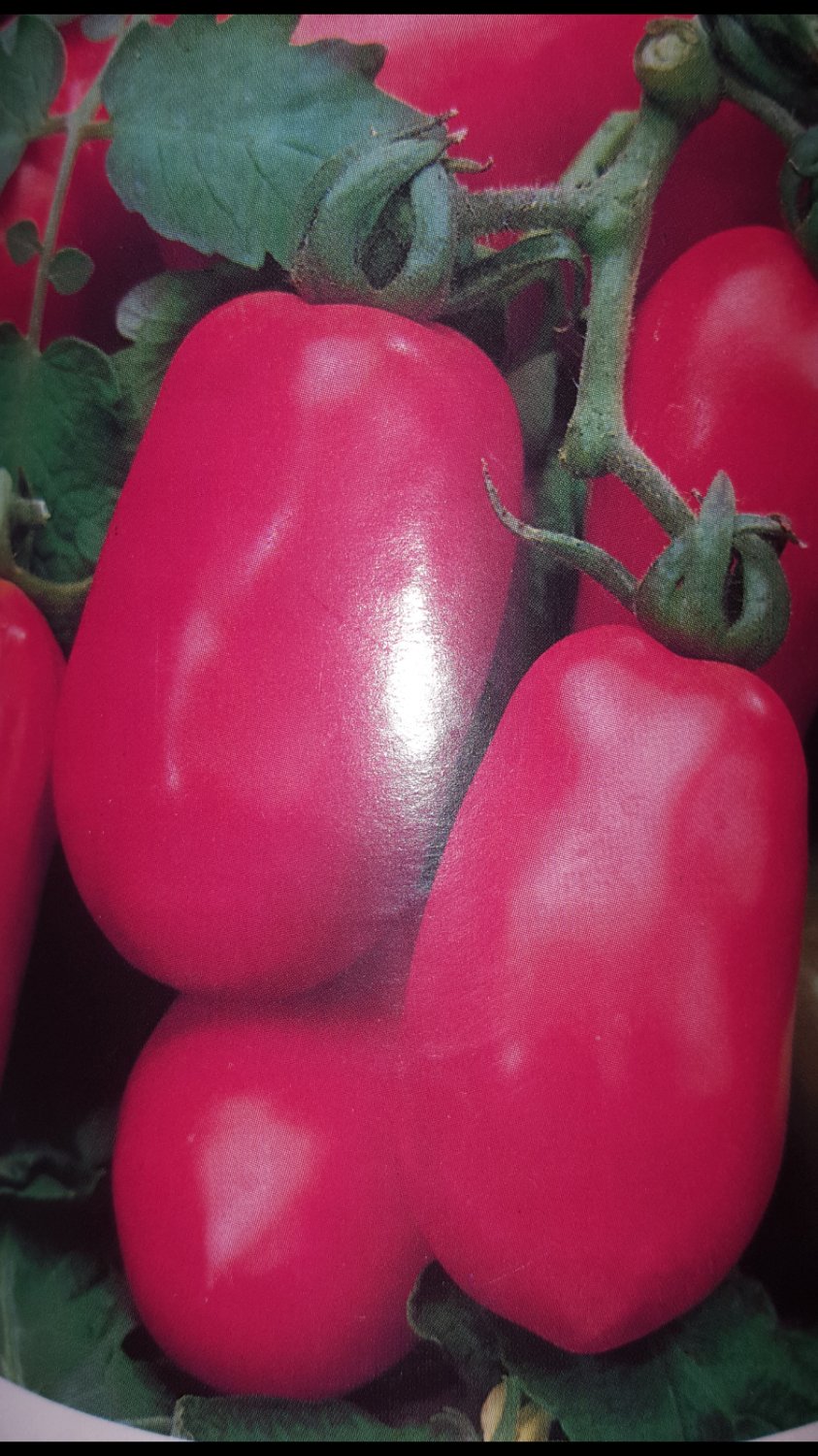 Super Seeds Orchard Indeterminate Roma Pear Tomato Special Sauces 300 Pcs