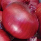 Super Seeds Onion Amposta Purple 450 Fresh Pcs