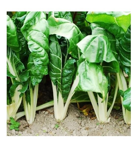 Super Seeds Orchard Giant Chard 100 Pcs