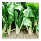 Super Seeds Orchard Giant Chard 100 Pcs