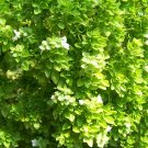 Super Seeds Aromatic Garden Ocimum 1000 Pcs Fine Leaf Basil