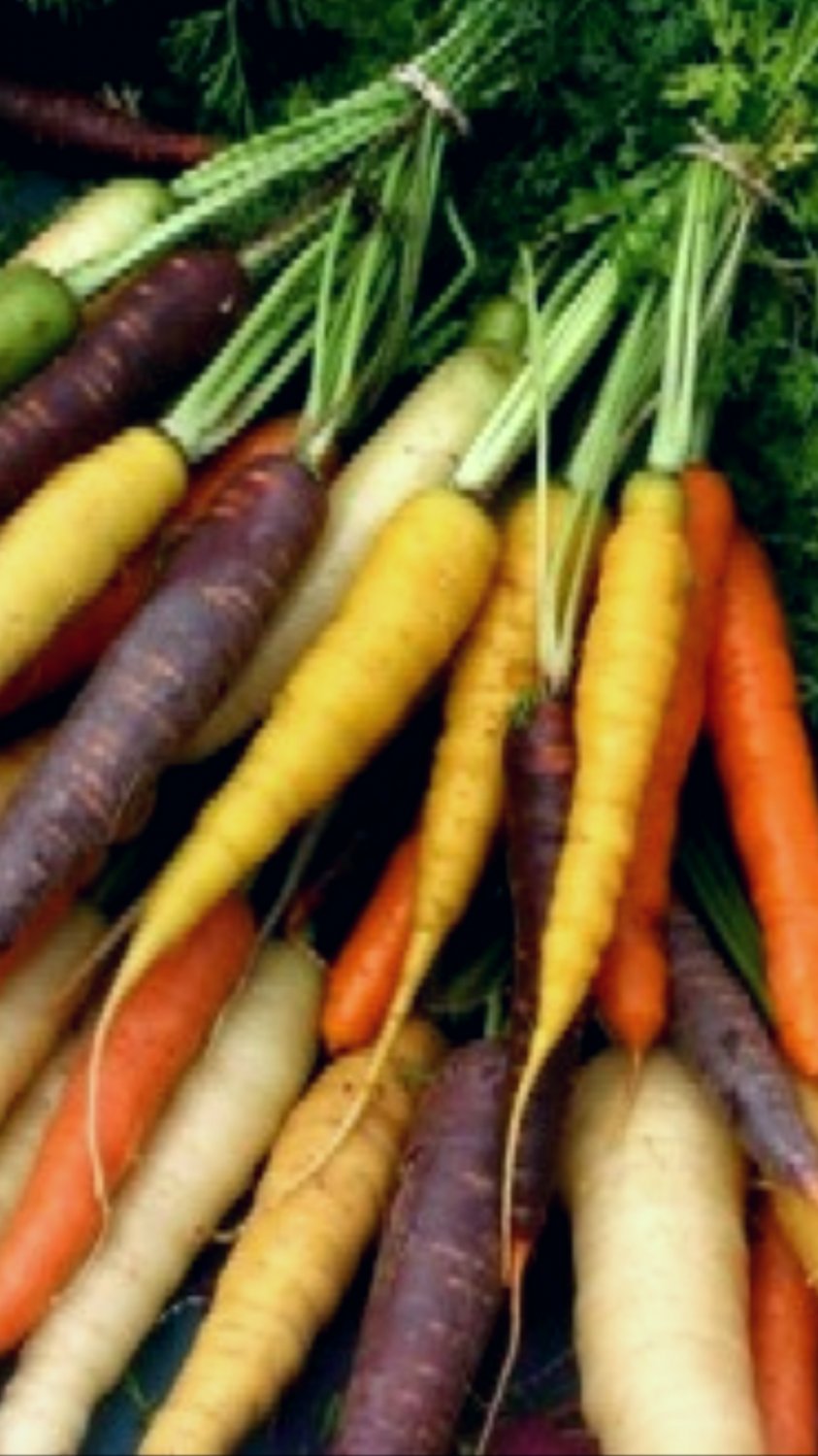 Super Seeds Old Variety Organic Rainbow Carrots Mix 500 Pcs