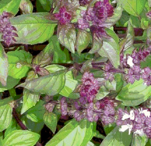Super Seeds Lemon Scented Basil Cinnamon Basil 300 Pcs
