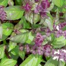 Super Seeds Lemon Scented Basil Cinnamon Basil 300 Pcs