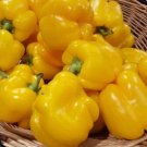 Super Seeds Garden Sweet Yellow Wonder Pepper 50 Pcs