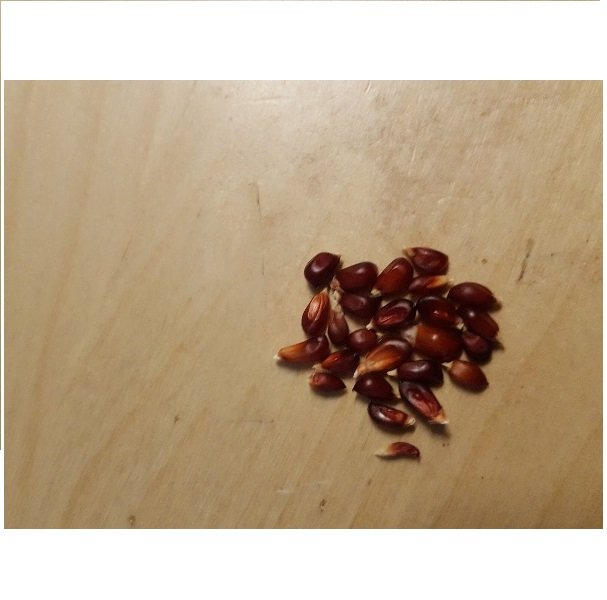 Super Seeds Strawberry Corn For Popcorn Rare 25 Pcs