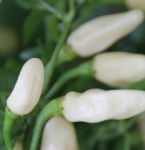 Super Seeds Very Hot Chili White Habanero Pepper 35 Pcs