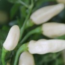 Super Seeds Very Hot Chili White Habanero Pepper 35 Pcs