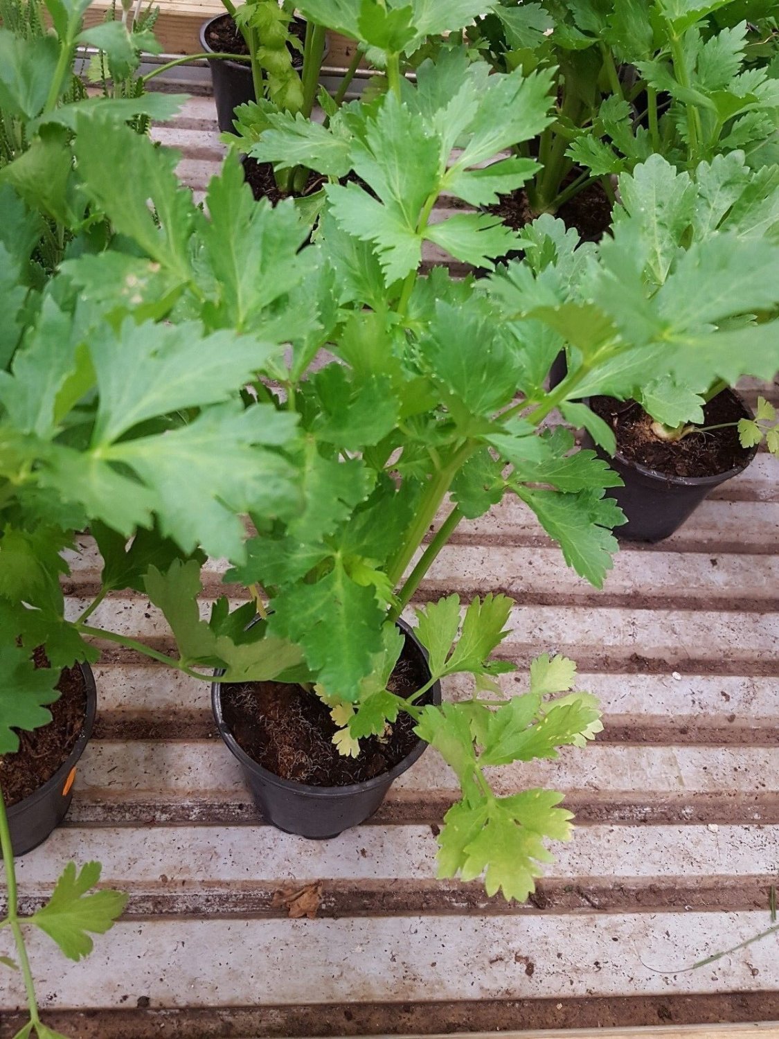 Super Seeds Apium Orchard Celery Full White Pascal 2000 Pcs