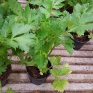 Super Seeds Apium Orchard Celery Full White Pascal 2000 Pcs
