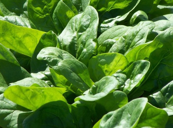 Super Seeds Spinach Winter Giant Spinach 1100 Pcs Spinach