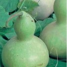 Super Seeds Cucurbita Lagenaria Garden Pilgrims Pumpkin 20 Pcs