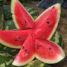 Super Seeds Watermelon Klondike 210 Pcs
