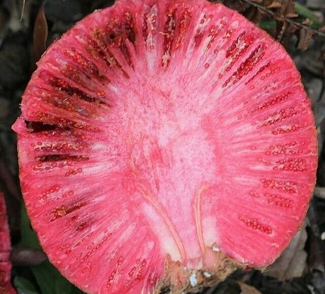 Super Seeds Edible Fruit Nauclea Latifolia 20 Pcs African Red Peach
