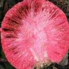 Super Seeds Edible Fruit Nauclea Latifolia 20 Pcs African Red Peach