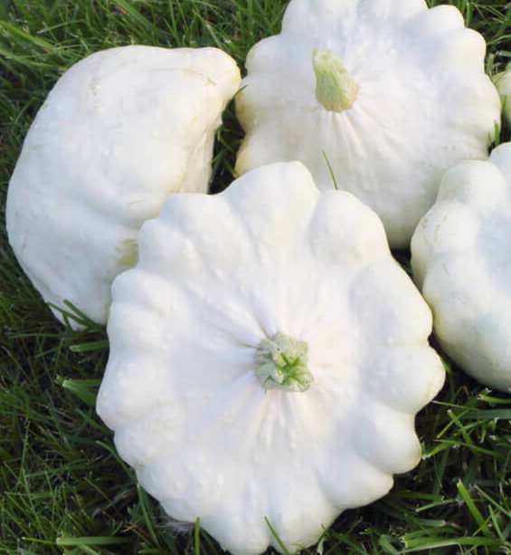 Super Seeds Pumpkin Patisson Peter Pan Pumpkin 30 Pcs Bonetera Pattypan