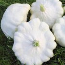 Super Seeds Pumpkin Patisson Peter Pan Pumpkin 30 Pcs Bonetera Pattypan