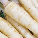 Super Seeds Orchard White Carrots 300 Pcs