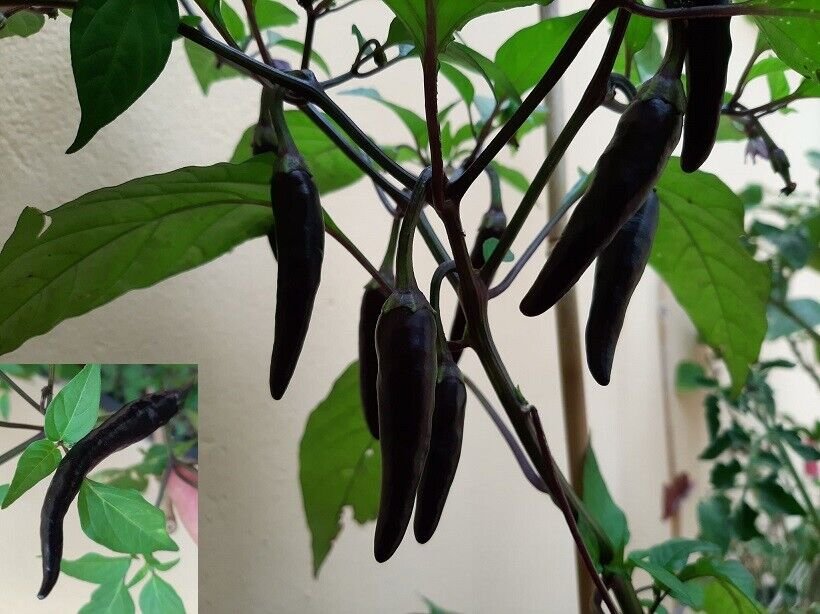 Super Seeds Very Hot Cayenne Pure Black Cayenne Chili Pepper 30 Fresh Pcs