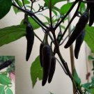 Super Seeds Very Hot Cayenne Pure Black Cayenne Chili Pepper 30 Fresh Pcs