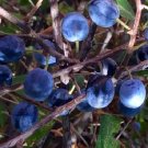 Super Seeds Pacharan Endrino Prunus Thorny Fruit 16 Pcs