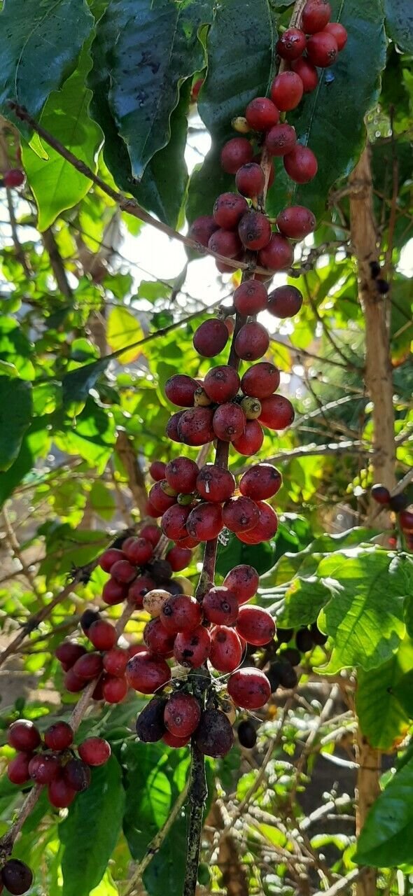 Super Seeds Grow Your Own Quality Coffee Coffea Arabica 5 Pcs