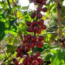 Super Seeds Grow Your Own Quality Coffee Coffea Arabica 5 Pcs